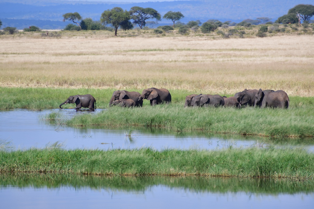 Tarangire NP